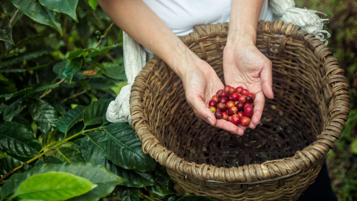 Coffee Beans